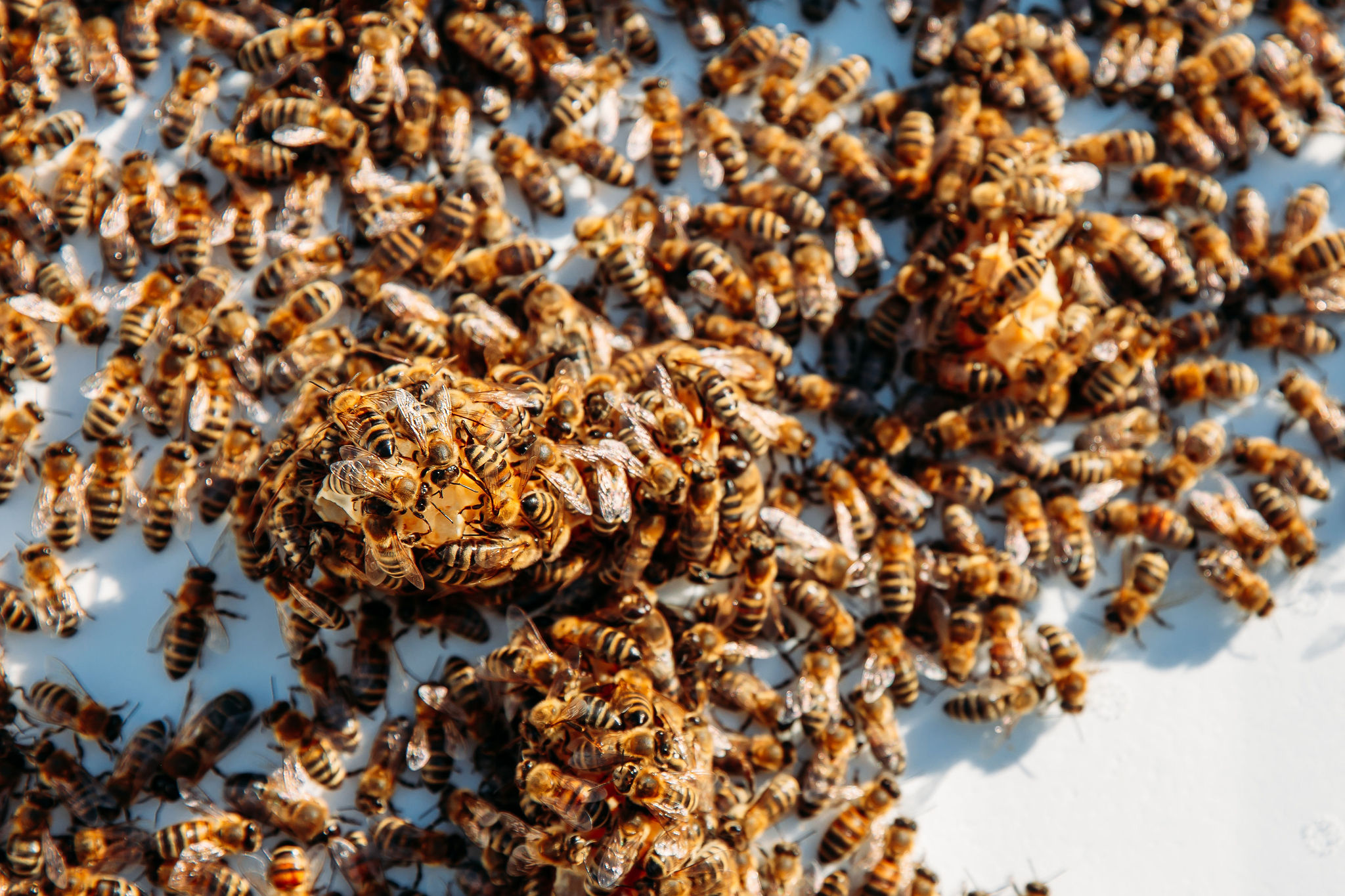 210043983_4382853521727700_4464701618186043959_n