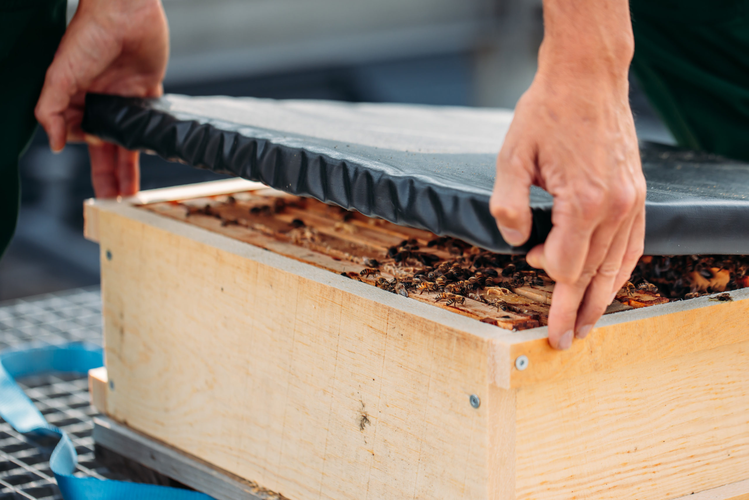 210611_Biesdorf-Center_Bienen_Teil1_0013-scaled-2