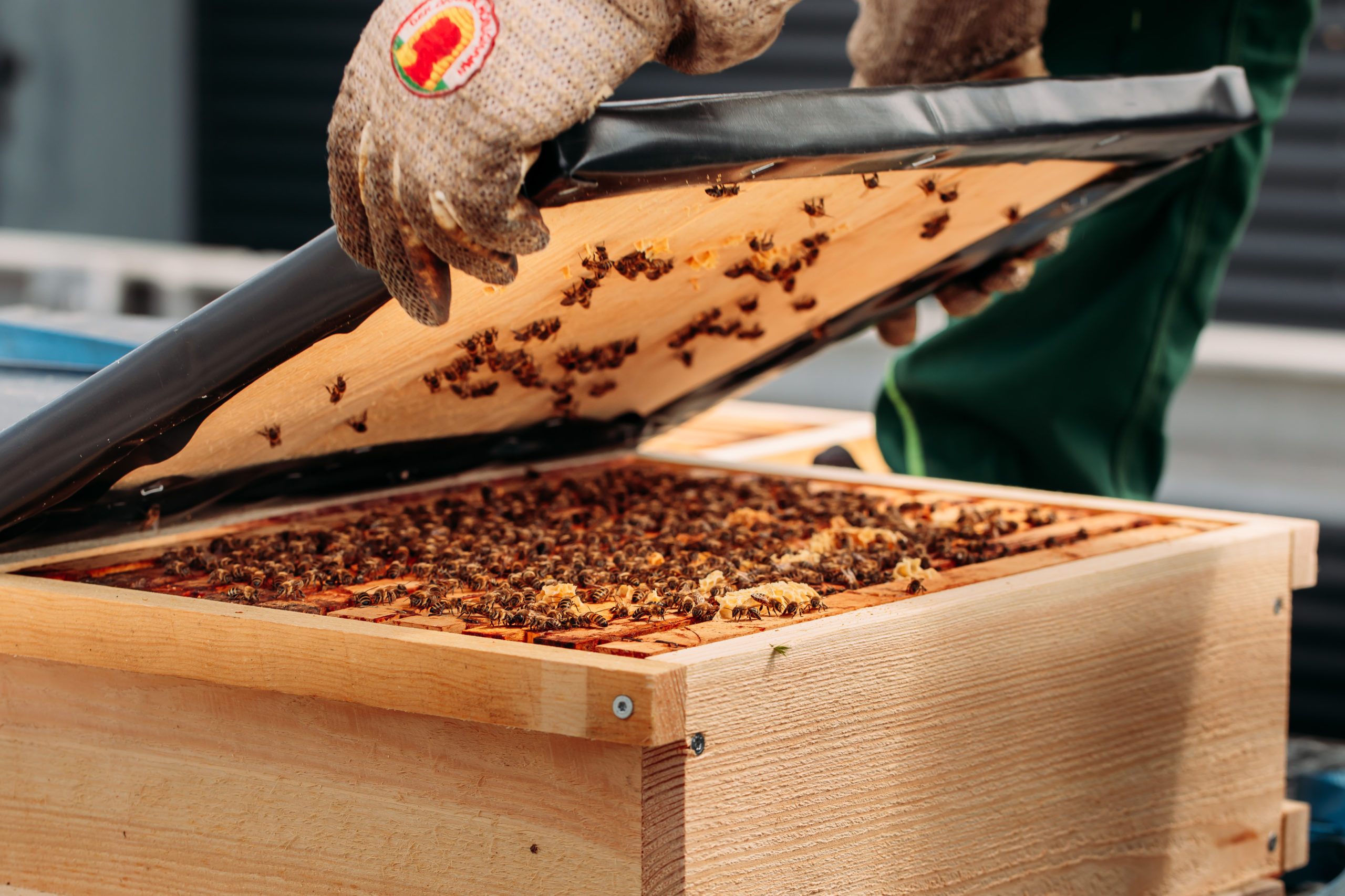 210611_Biesdorf-Center_Bienen_Teil1_0041-scaled-1