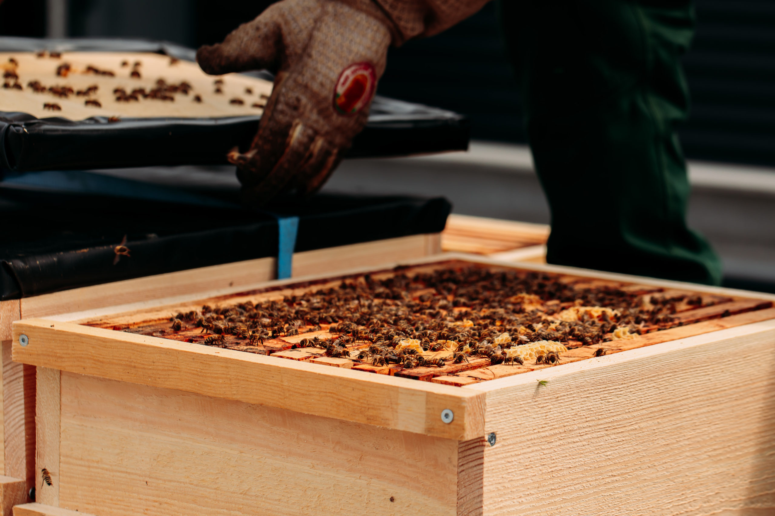 210611_Biesdorf-Center_Bienen_Teil1_0042-scaled-1