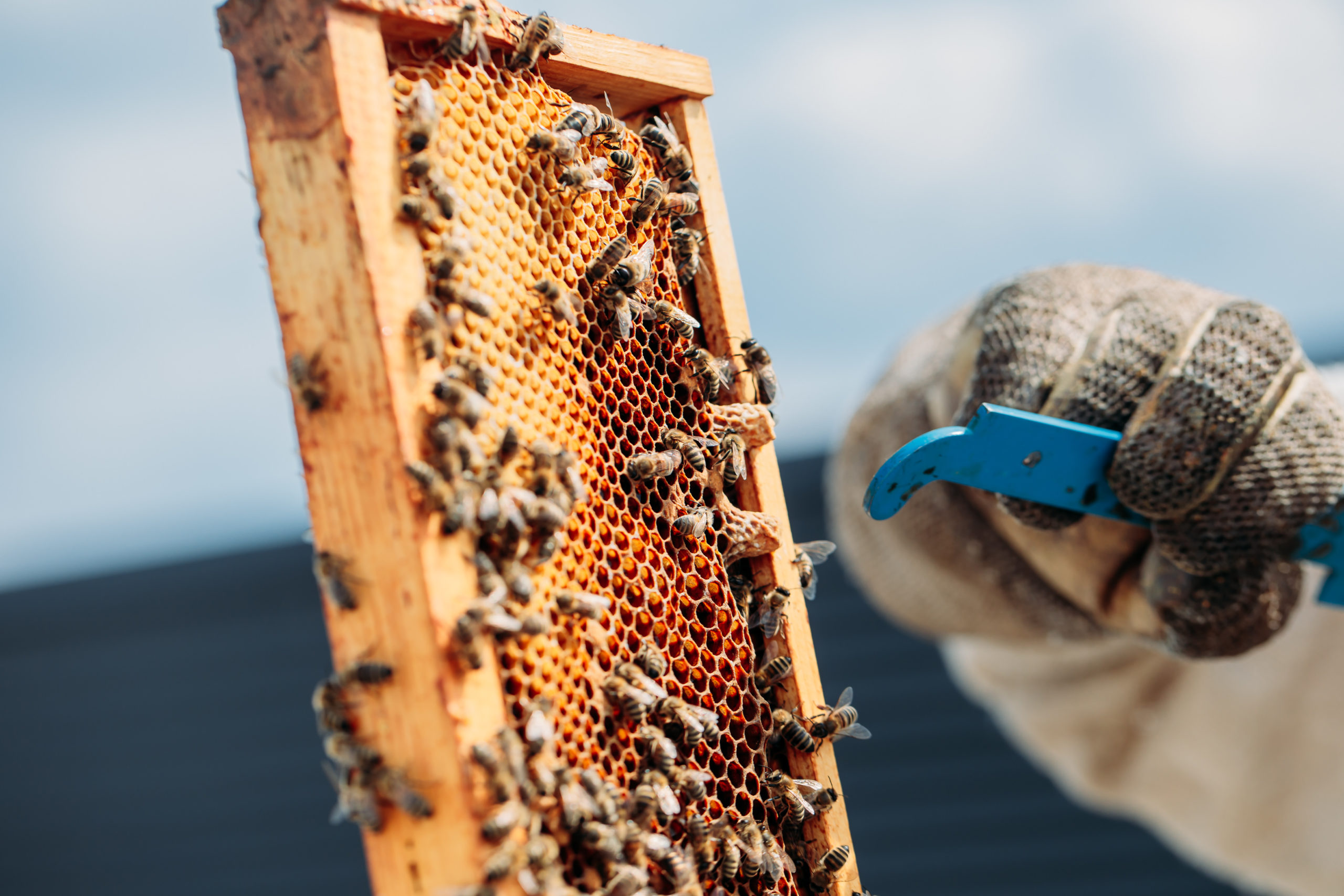 210611_Biesdorf-Center_Bienen_Teil1_0056-scaled-1