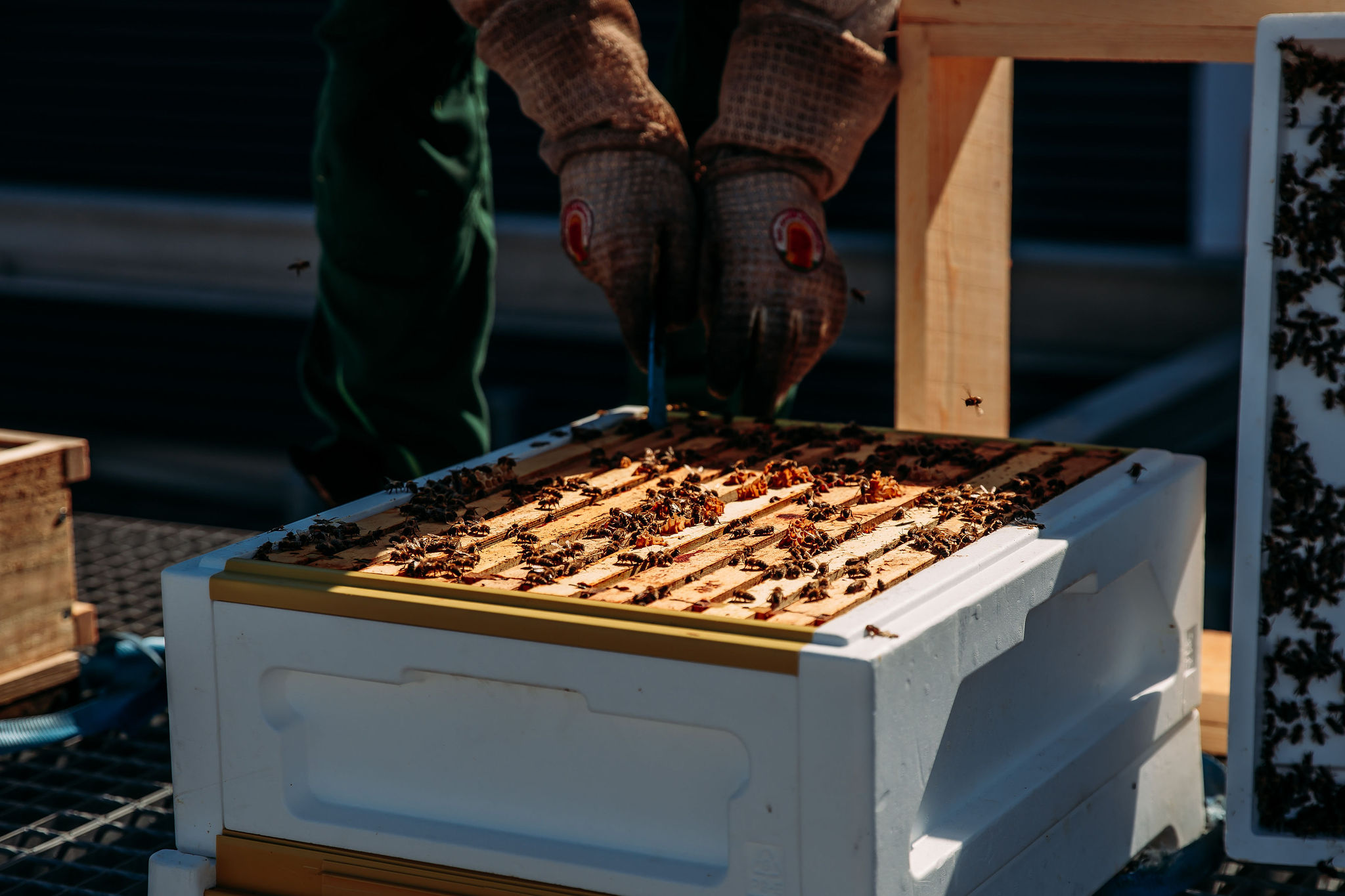 210616_Biesdorf-Center_Bienen_Teil2_0007