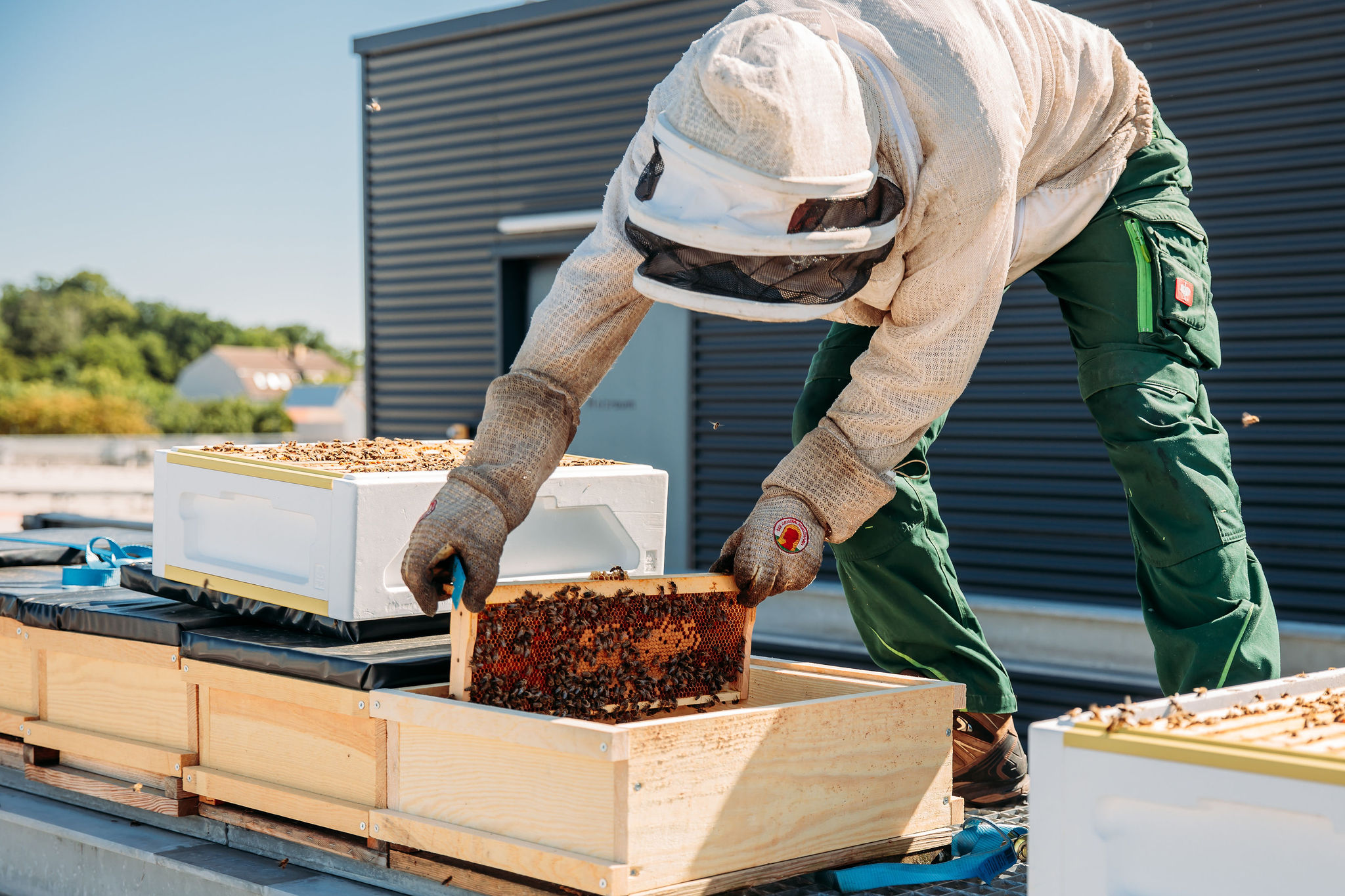210616_Biesdorf-Center_Bienen_Teil2_0011