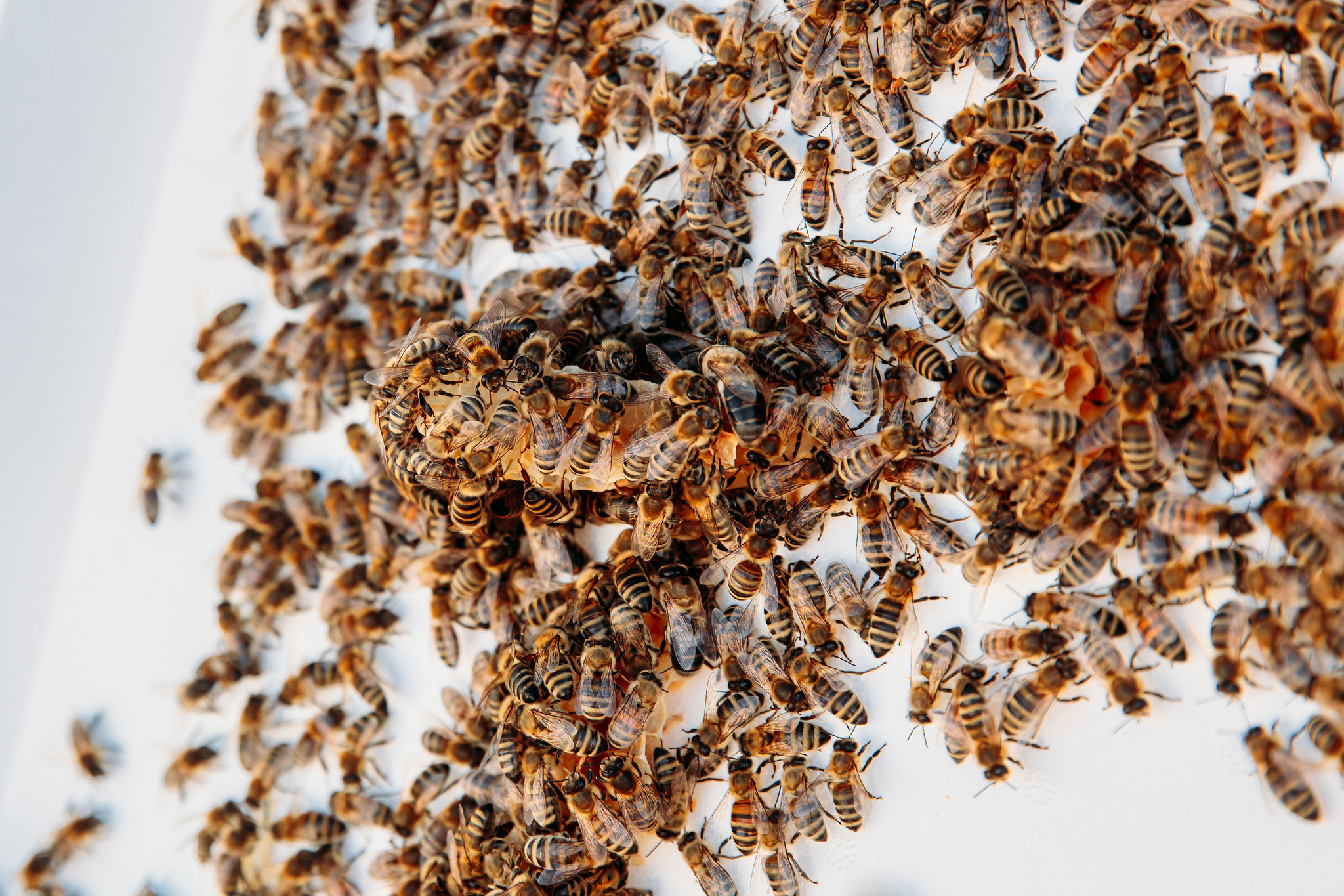 210616_Biesdorf-Center_Bienen_Teil2_0025