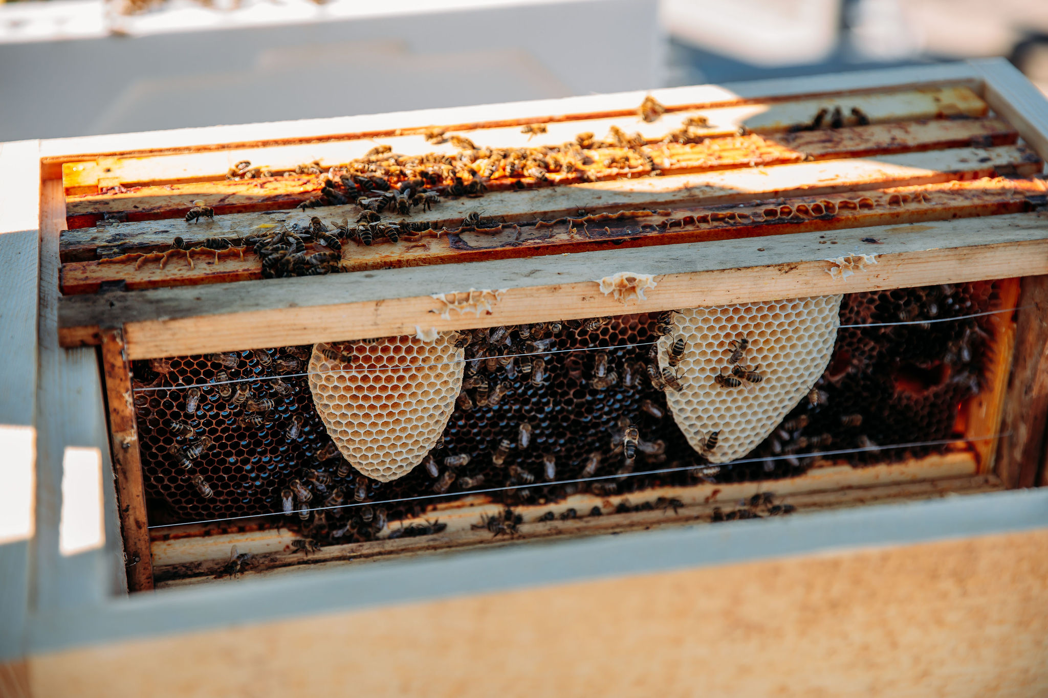 210616_Biesdorf-Center_Bienen_Teil2_0034-2-2