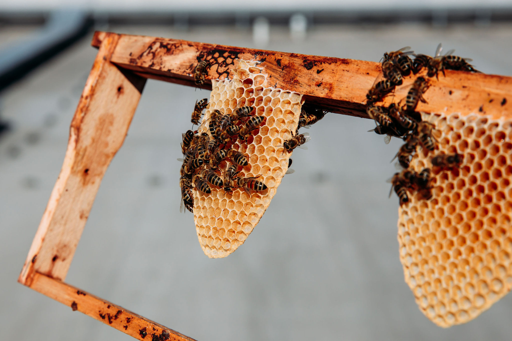 210616_Biesdorf-Center_Bienen_Teil2_0037-2
