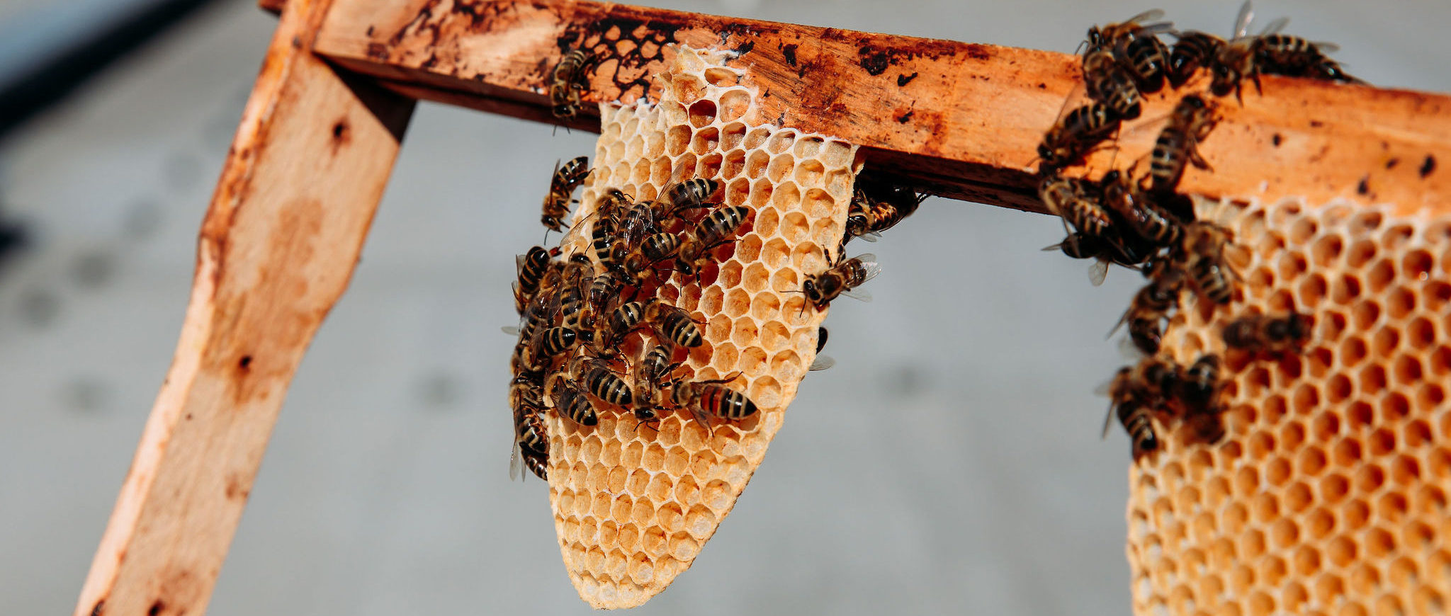210616_Biesdorf-Center_Bienen_Teil2_0037-e1624546026189