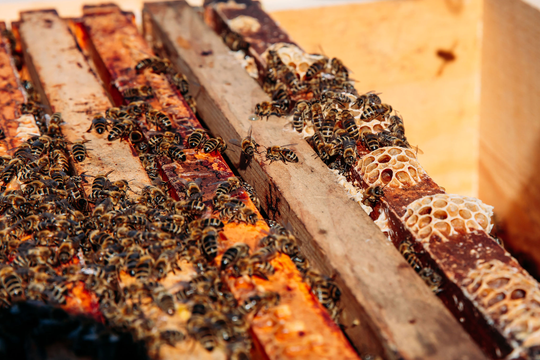 210616_Biesdorf-Center_Bienen_Teil2_0038