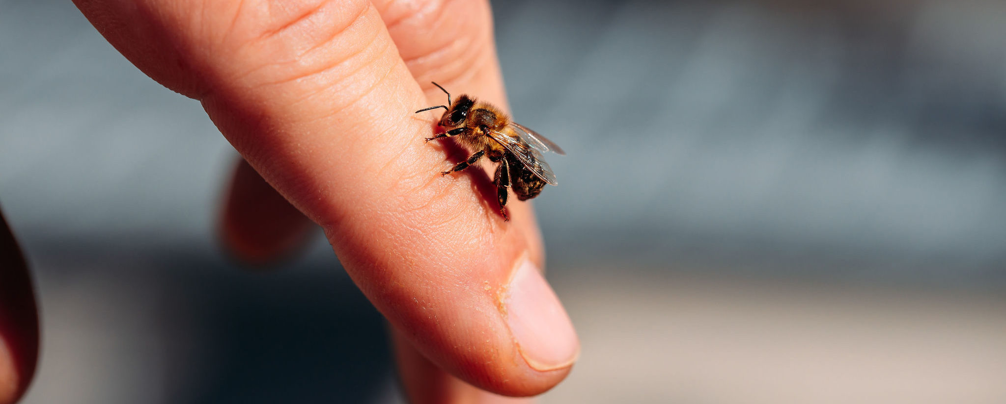 210616_Biesdorf-Center_Bienen_Teil2_0053-1-e1624547619835
