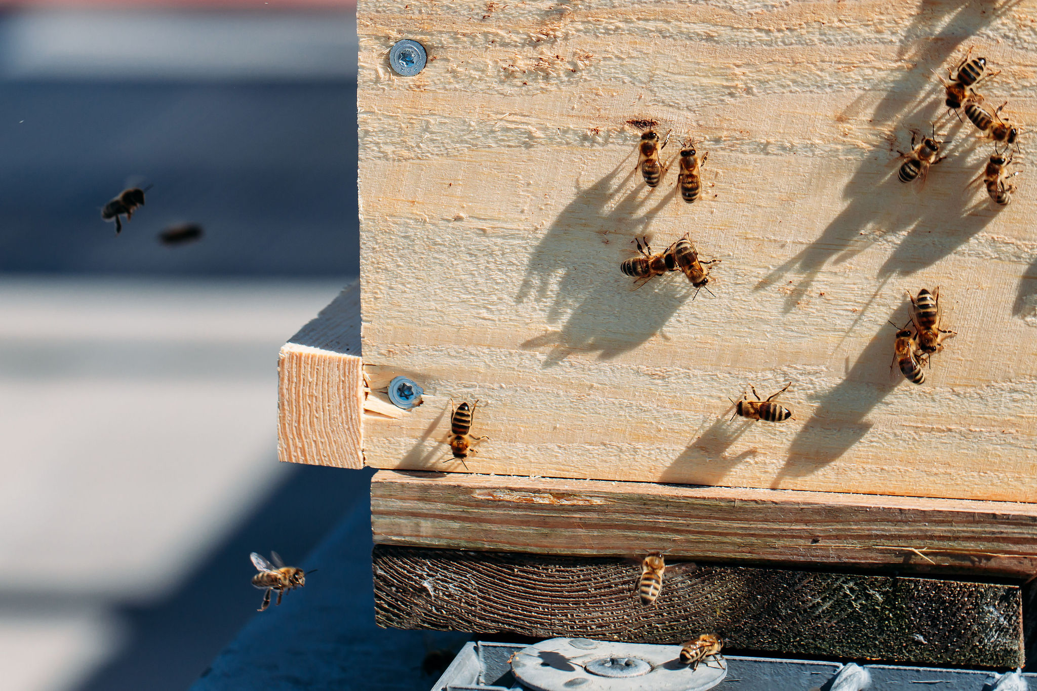 210616_Biesdorf-Center_Bienen_Teil2_0055