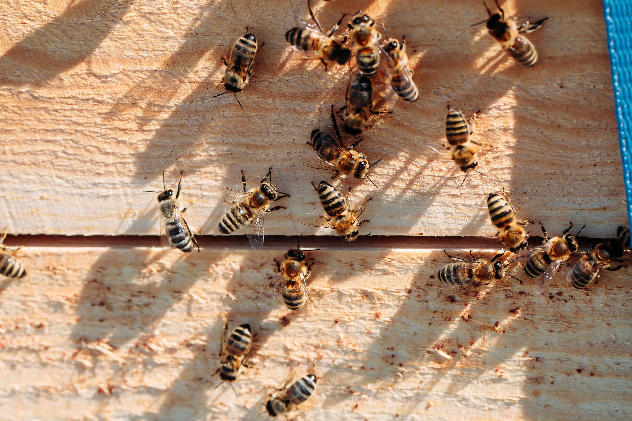 210616_Biesdorf-Center_Bienen_Teil2_0056