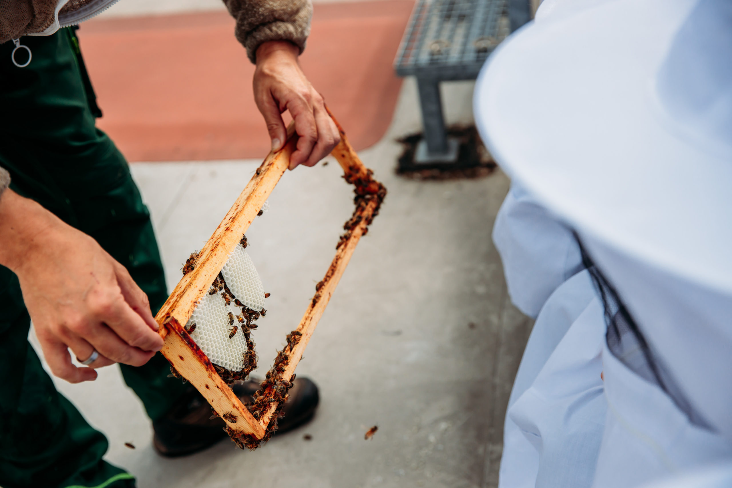 210625_Biesdorf-Center_Bienen_Teil3_0023-scaled-1