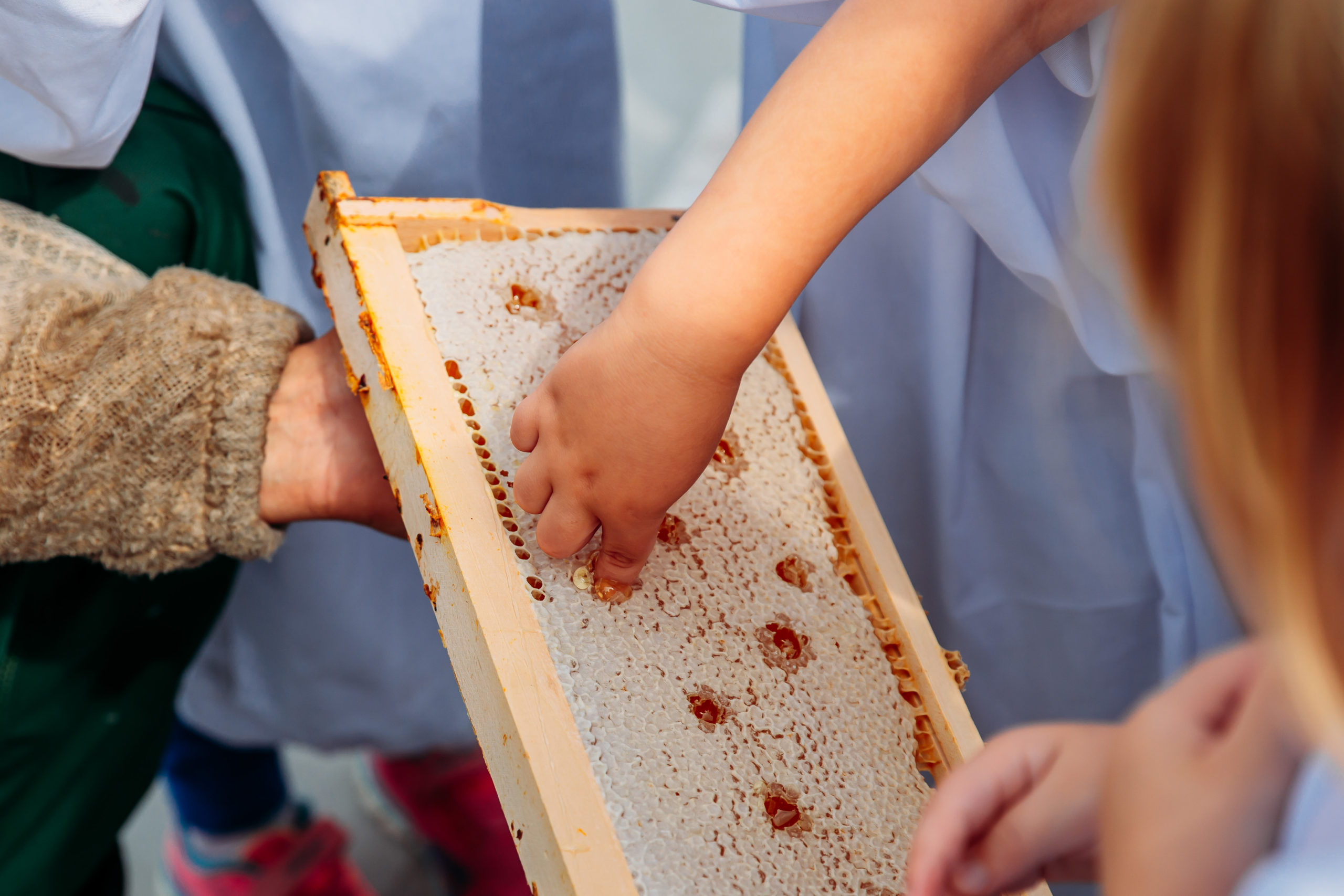 210625_Biesdorf-Center_Bienen_Teil3_0033-scaled-1
