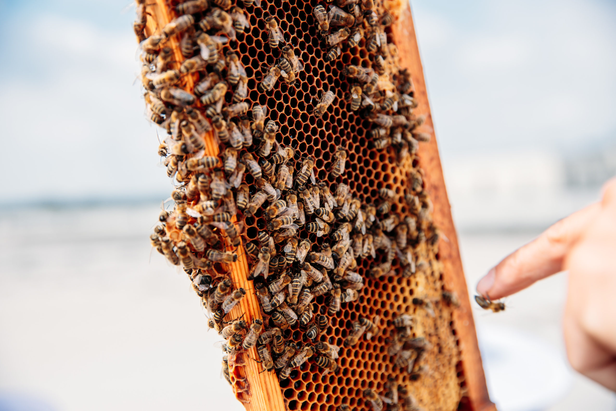 210625_Biesdorf-Center_Bienen_Teil3_0039-scaled-1