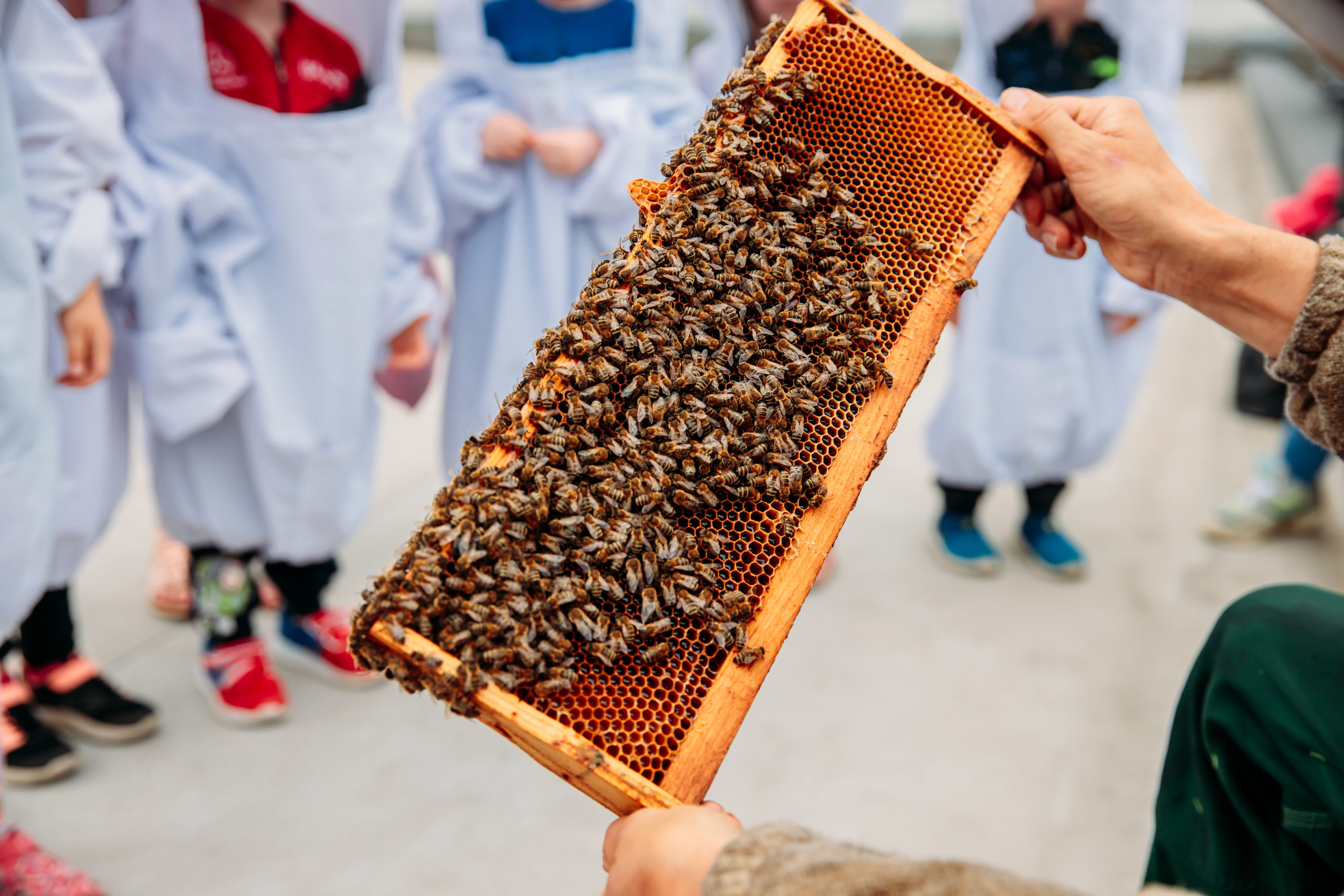 210625_Biesdorf-Center_Bienen_Teil3_0112-1-scaled-1