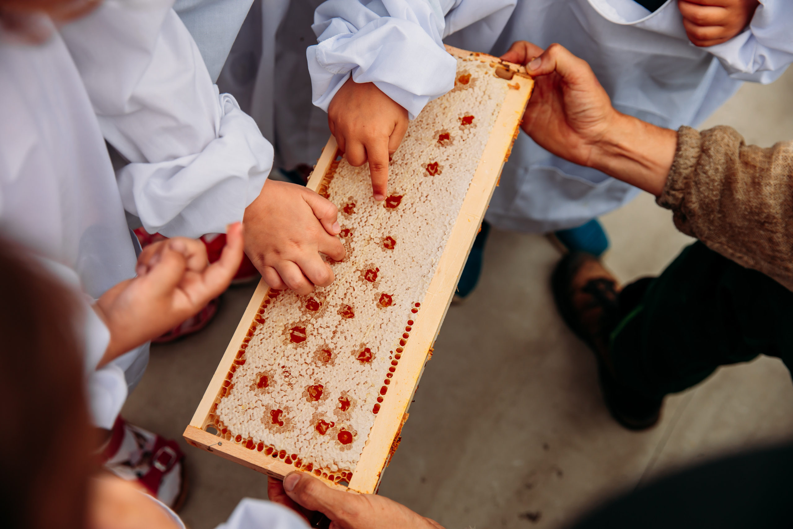 210625_Biesdorf-Center_Bienen_Teil3_0113-scaled-1