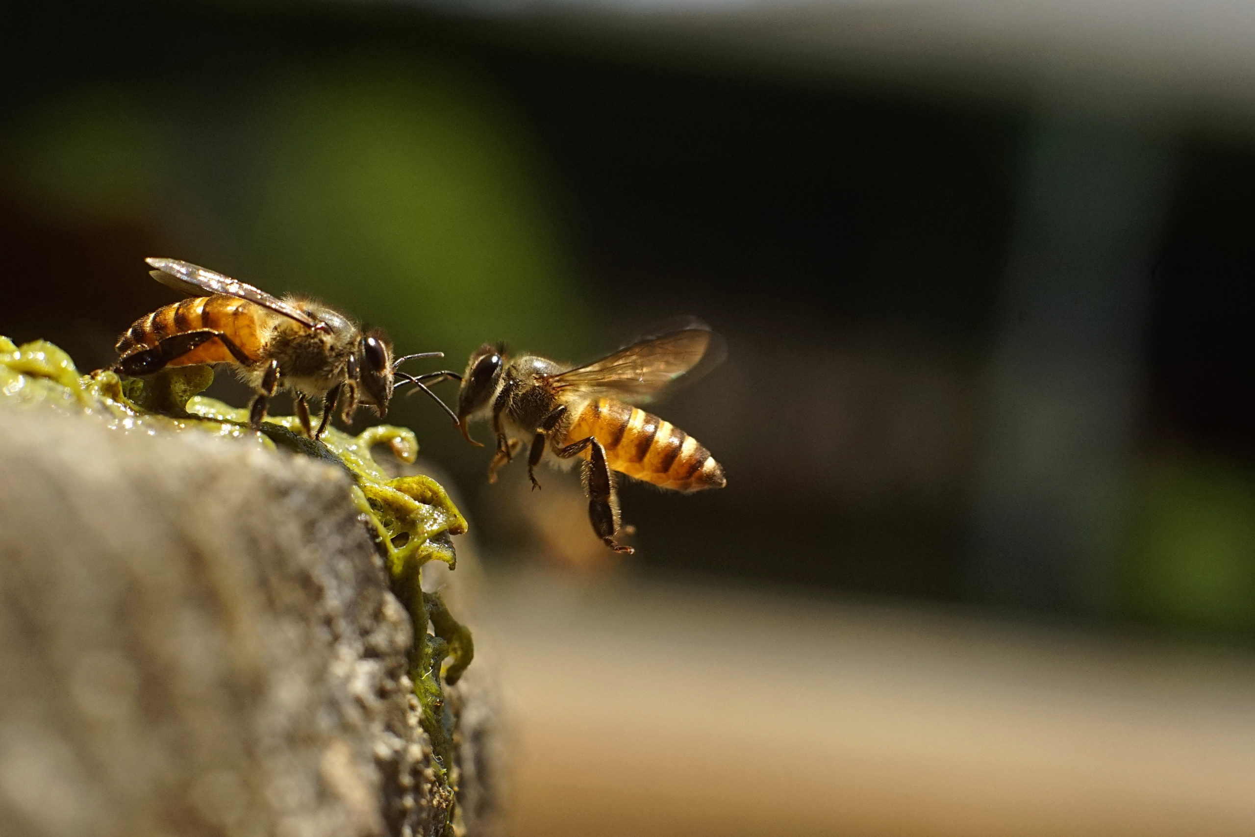 A,Couple,Of,Honey,Bee,,Apis,Cerana,Looks,Like,Communicate