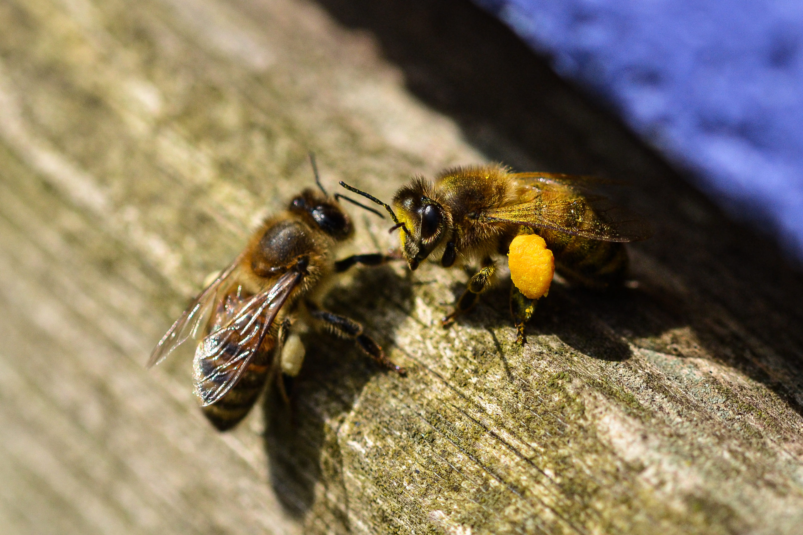 Two,Honeybees,With,Pollen,On,Their,Feet,On,A,Wooden