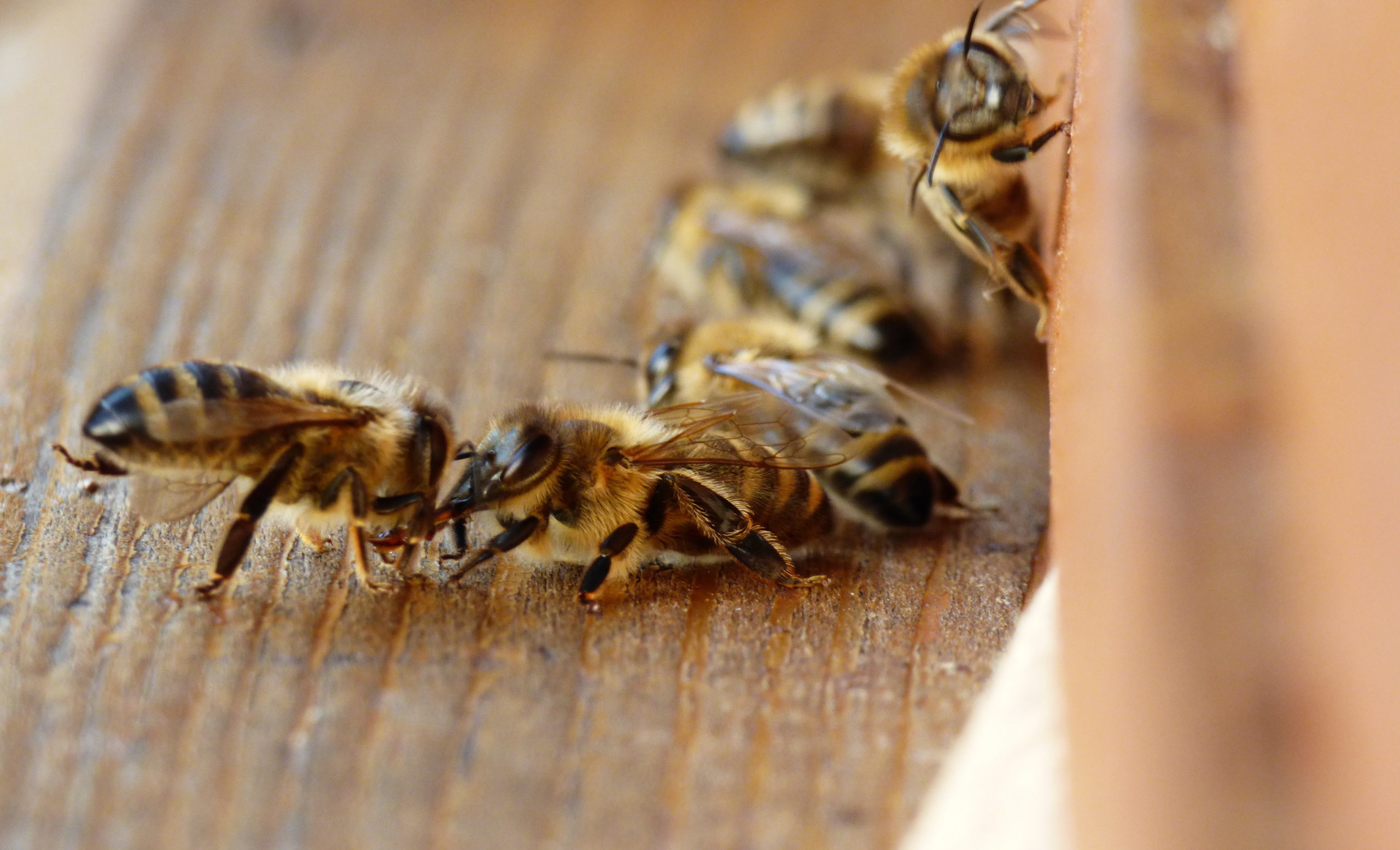 Honey,Bees,Communicate,In,Front,Of,Beehive